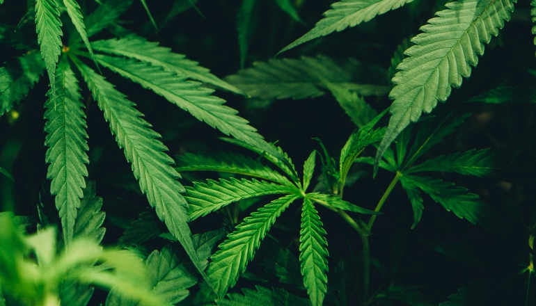 大麻叶也能盖房 全球首栋负碳公共建筑完工