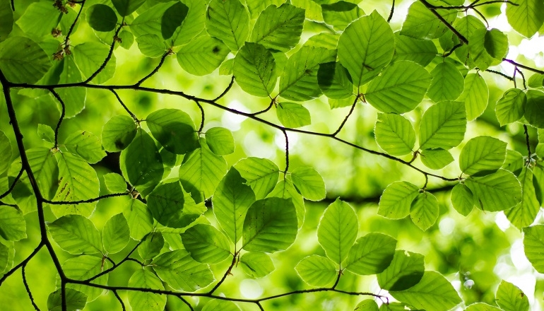 Foxconn pushes supply chain to switch to 100% renewables